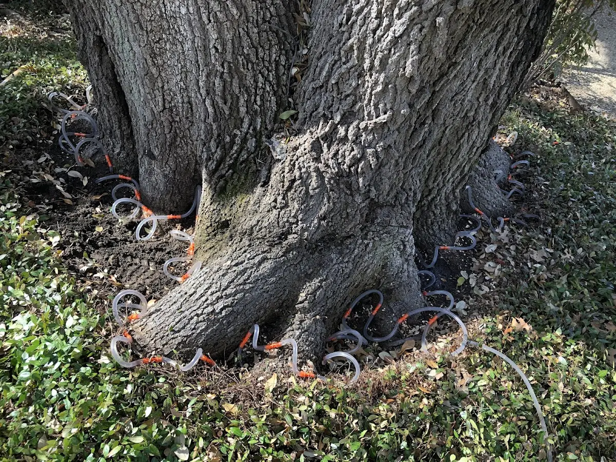 Detailed Shrub and Hedge Trimming job site in Springs