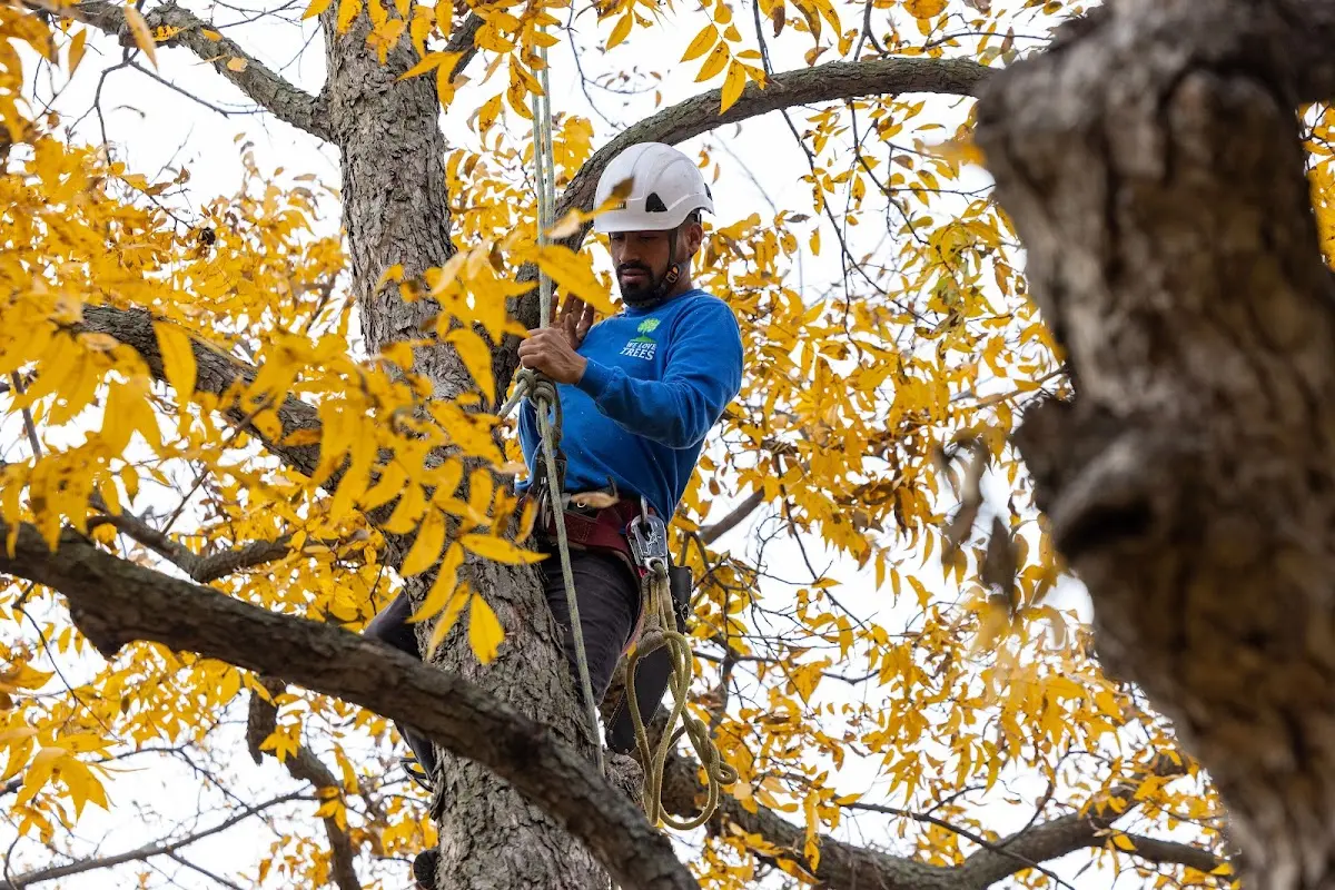 Skilled Tree Pruning crew working in Springs