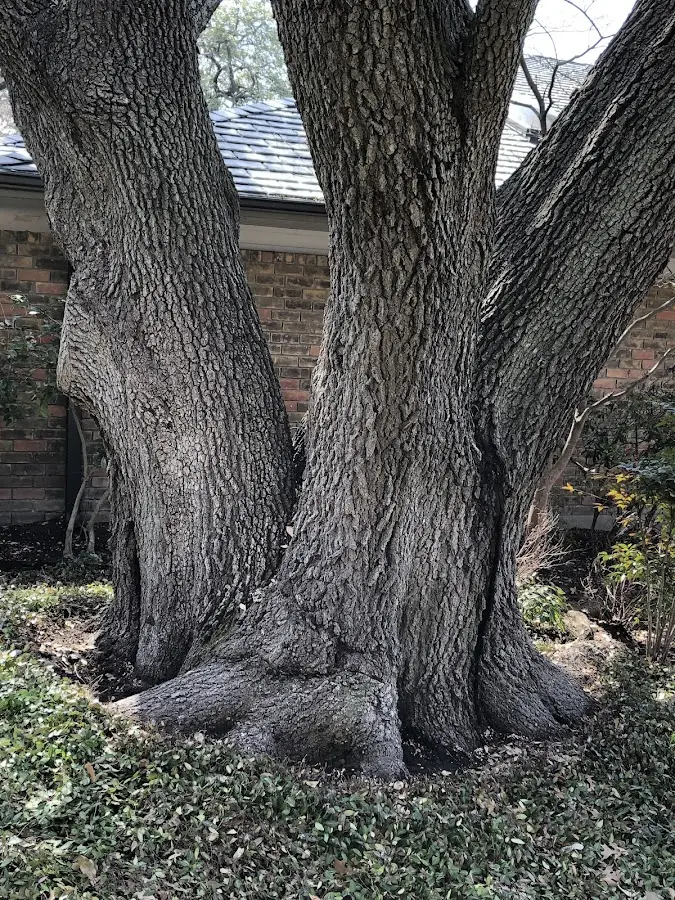 Mature heritage tree close to a Springs property cared for by certified arborists
