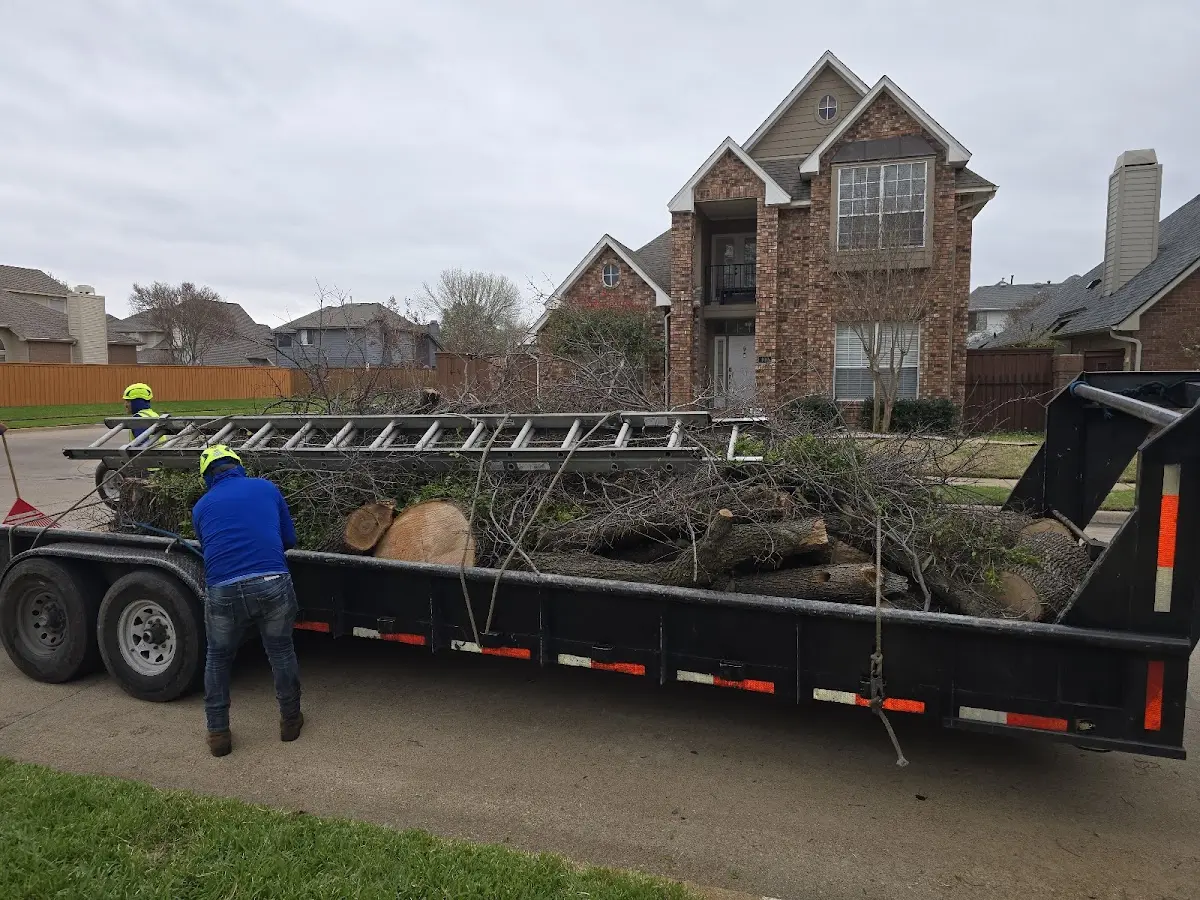 Expert Tree Pest Control with proper safety equipment in Springs